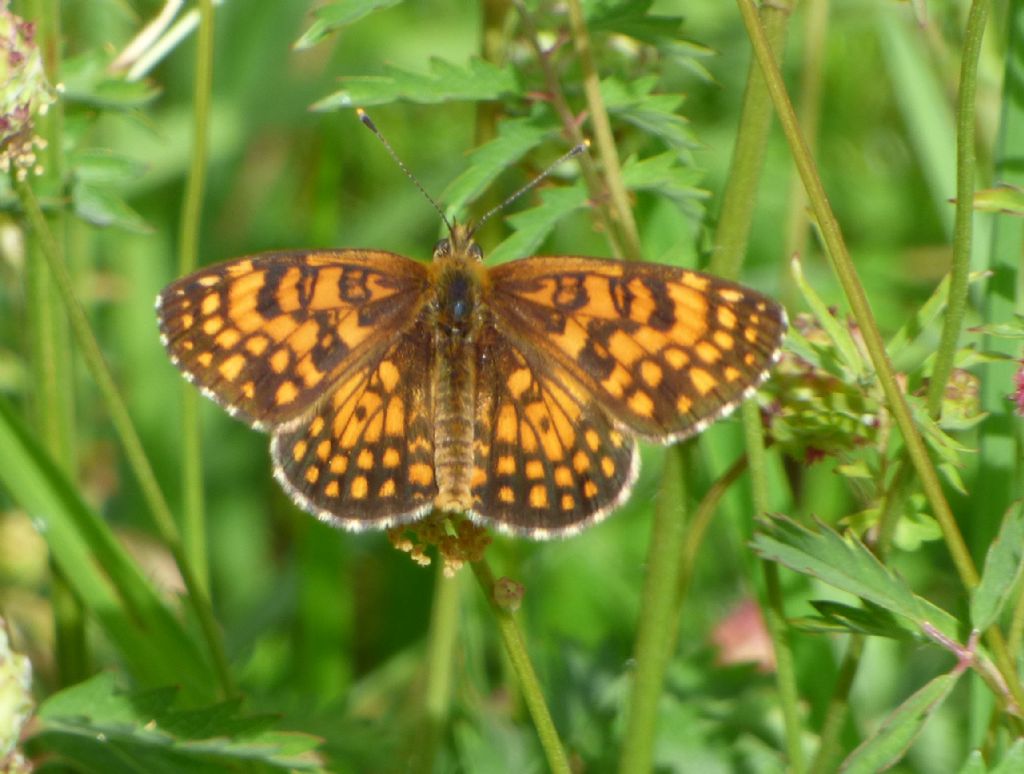 Melitaea?  S, M. nevadensis